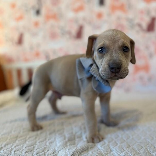 Orion Space — thumbnail 5