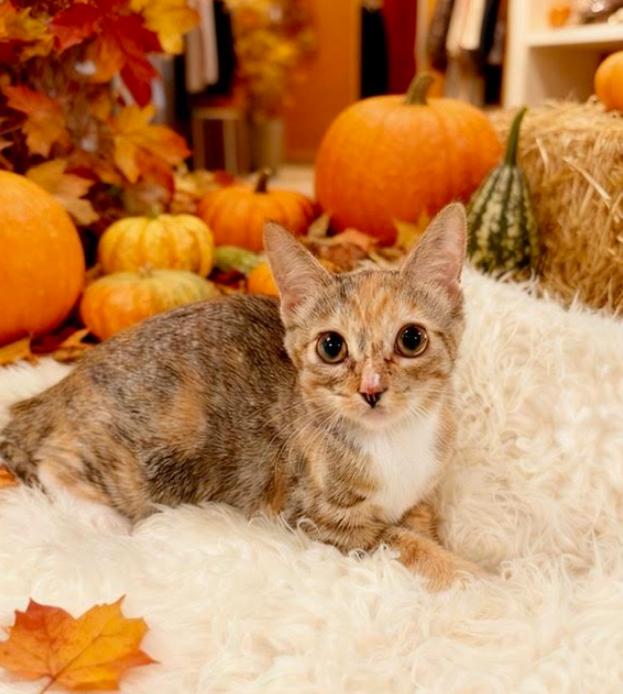 Wednesday, Adoptable, Kitten Female Domestic Short Hair.