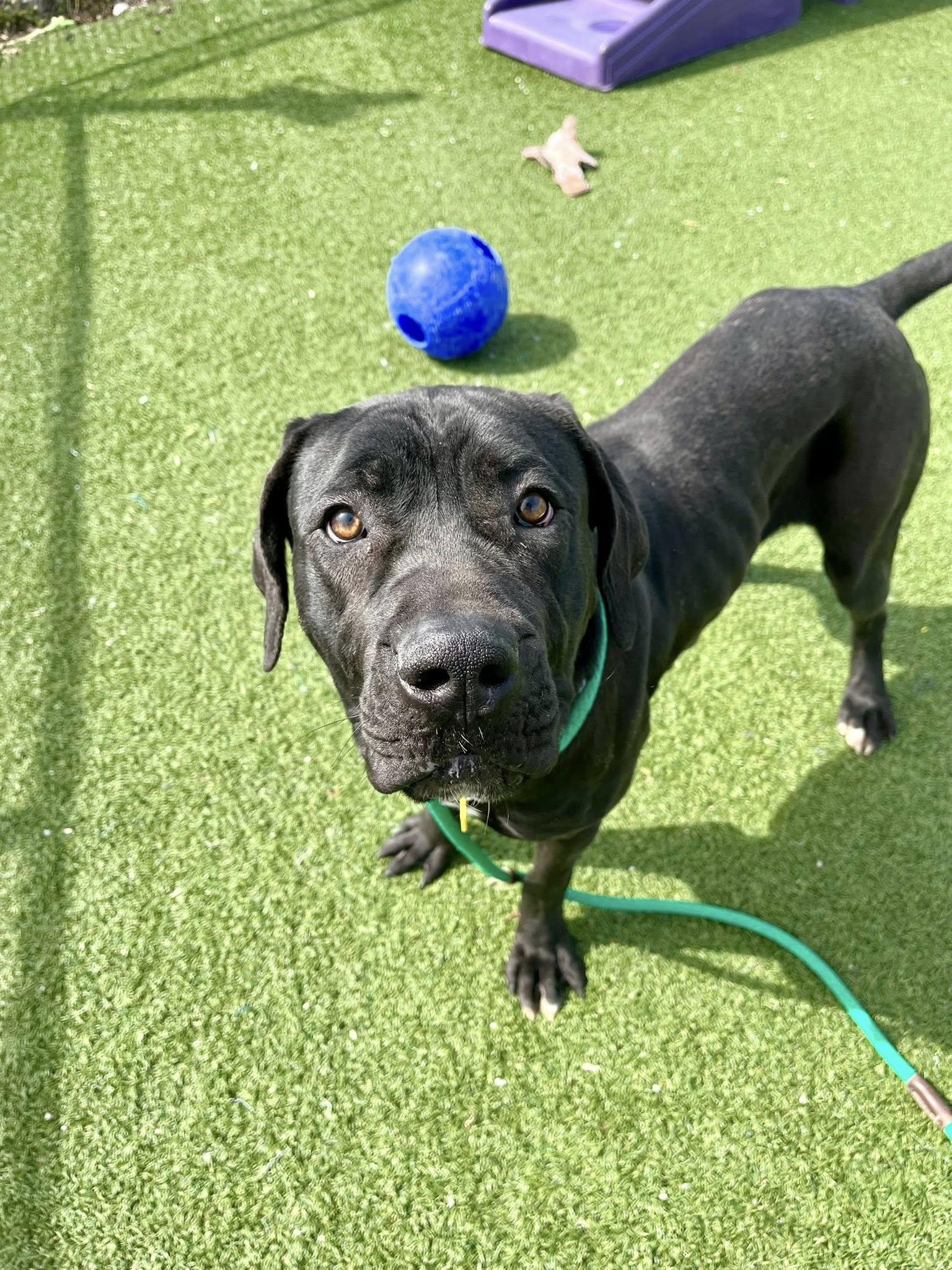 Enlarge Gummy Bear, an adopted mixed breed in Cleveland, OH image 6/6