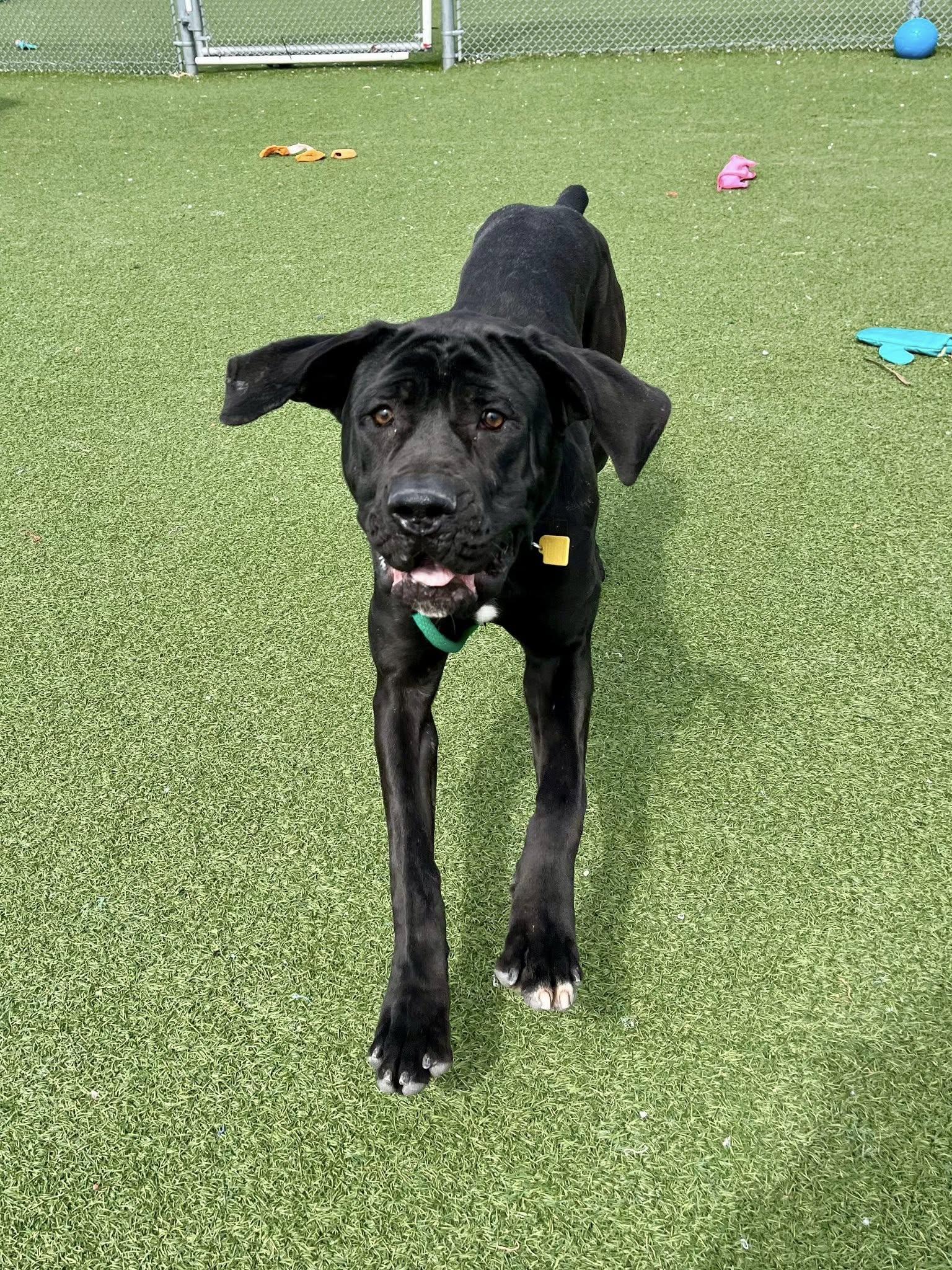 Enlarge Gummy Bear, an adopted mixed breed in Cleveland, OH image 3/6