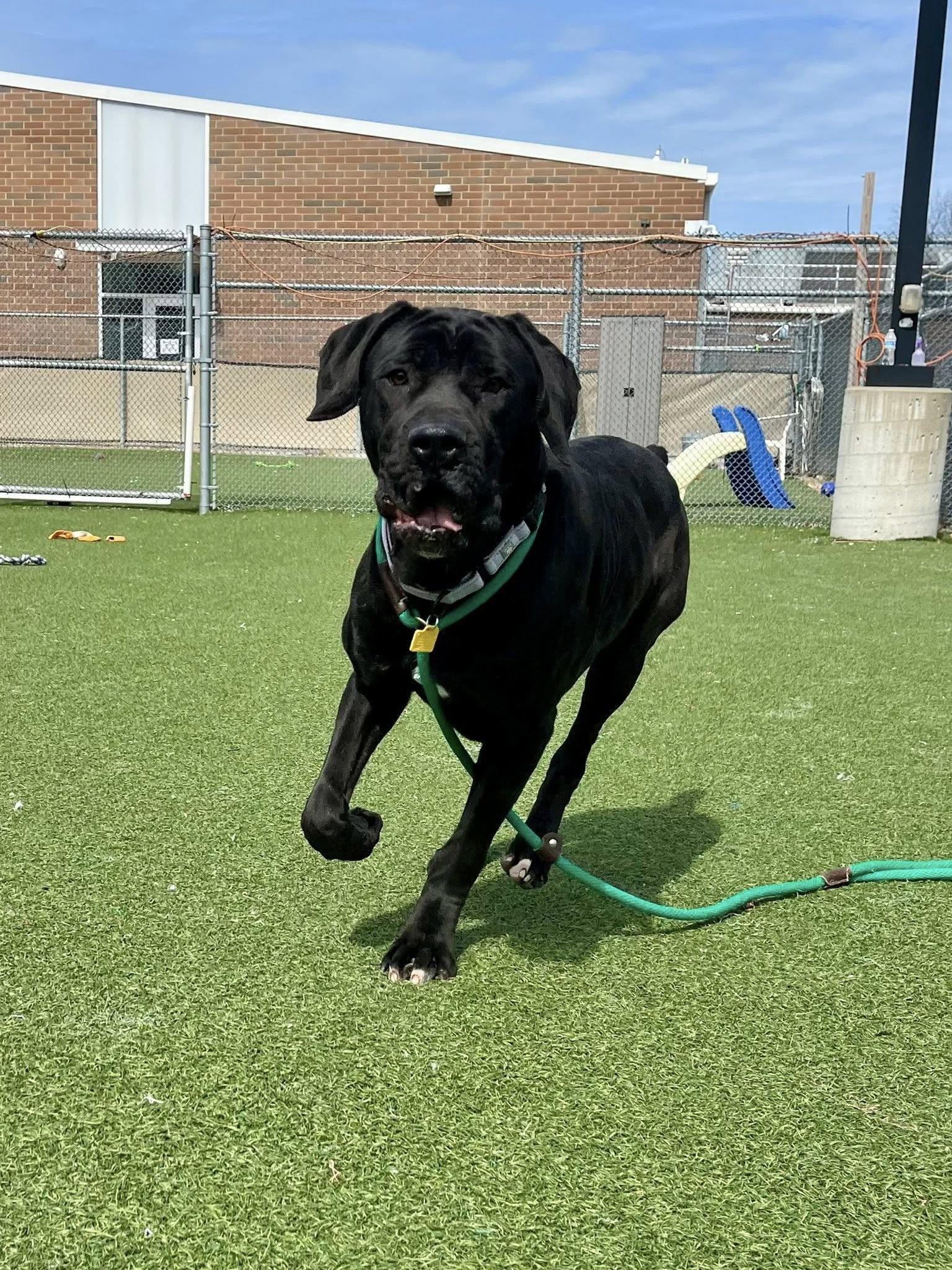 Enlarge Gummy Bear, an adopted mixed breed in Cleveland, OH image 5/6