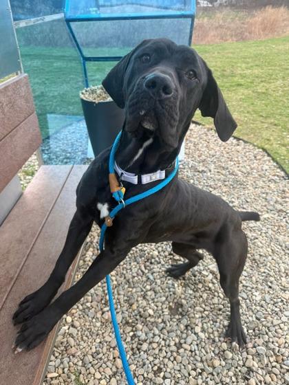 Enlarge Gummy Bear, an adopted mixed breed in Cleveland, OH image 2/6