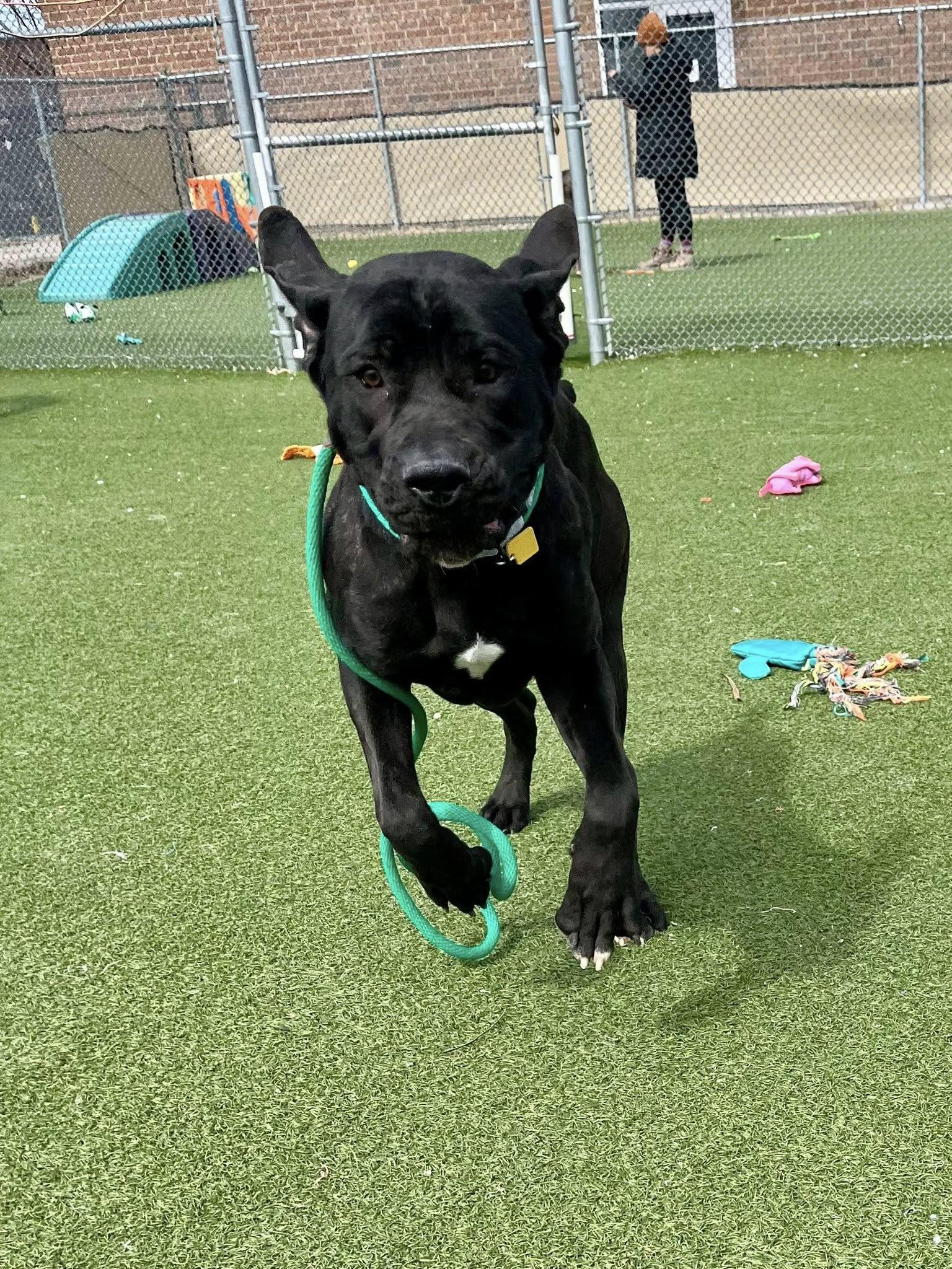 Enlarge Gummy Bear, an adopted mixed breed in Cleveland, OH image 4/6