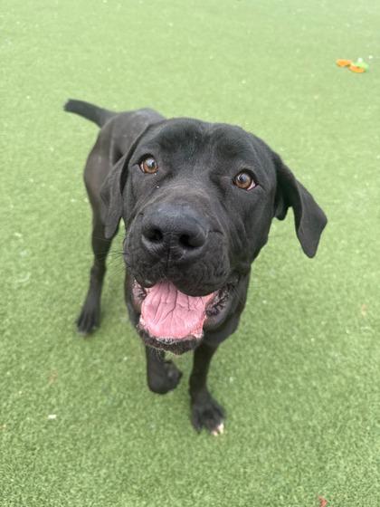 Enlarge Gummy Bear, an adopted mixed breed in Cleveland, OH image 1/6