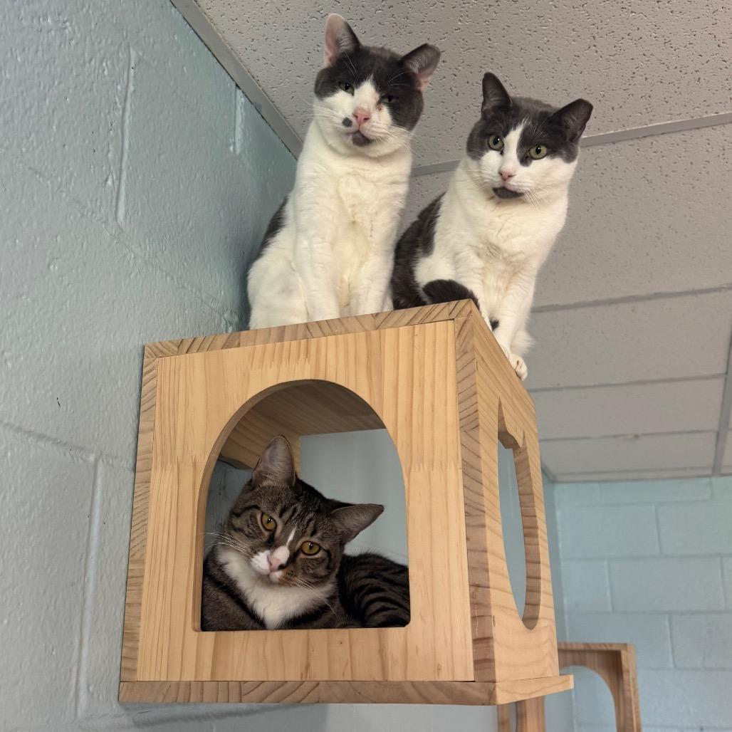 Lotus, Adoptable, Adult Female Domestic Short Hair.