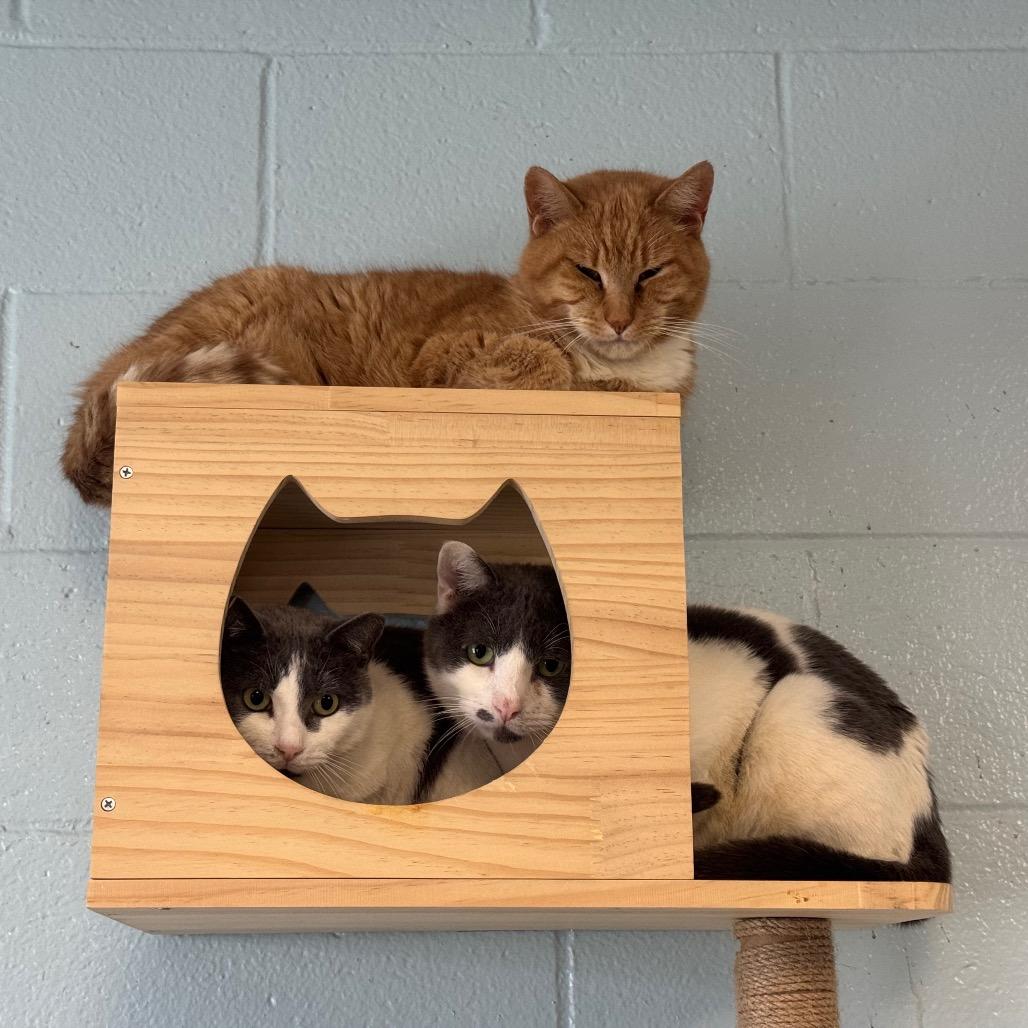 Lotus, a Adoptable Domestic Short Hair in Easton, PA image 2/6