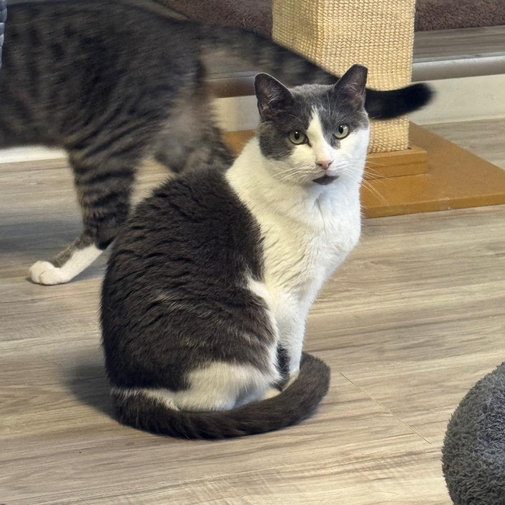 Lotus, a Adoptable Domestic Short Hair in Easton, PA image 3/6