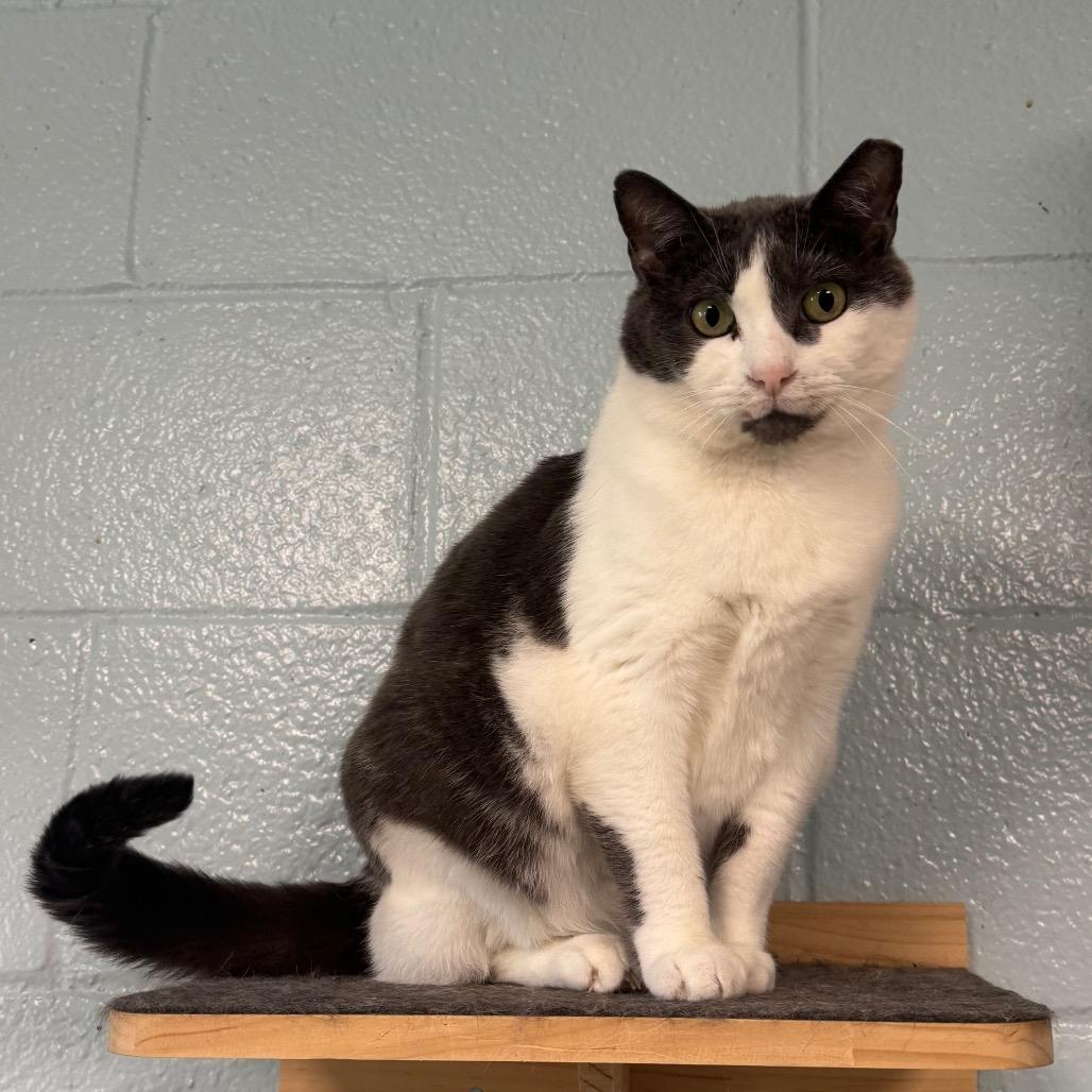 Lotus, a Adoptable Domestic Short Hair in Easton, PA image 4/6
