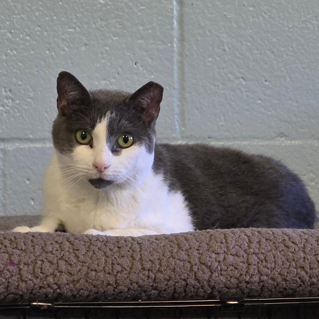 Lotus, a Adoptable Domestic Short Hair in Easton, PA image 4/6