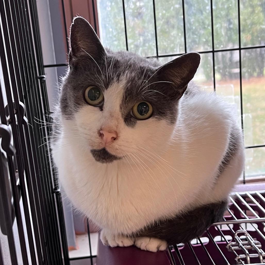 Lotus, a Adoptable Domestic Short Hair in Easton, PA image 5/6