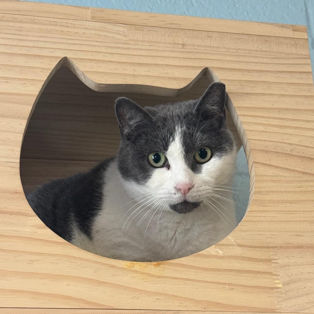 Lotus, a Adoptable Domestic Short Hair in Easton, PA image 6/6