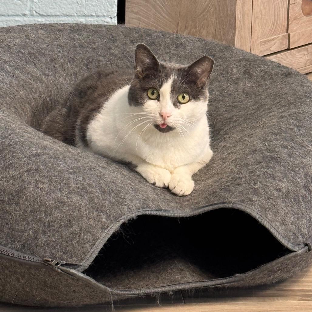 Enlarge Lotus, a Adoptable Domestic Short Hair in Easton, PA image 6/6