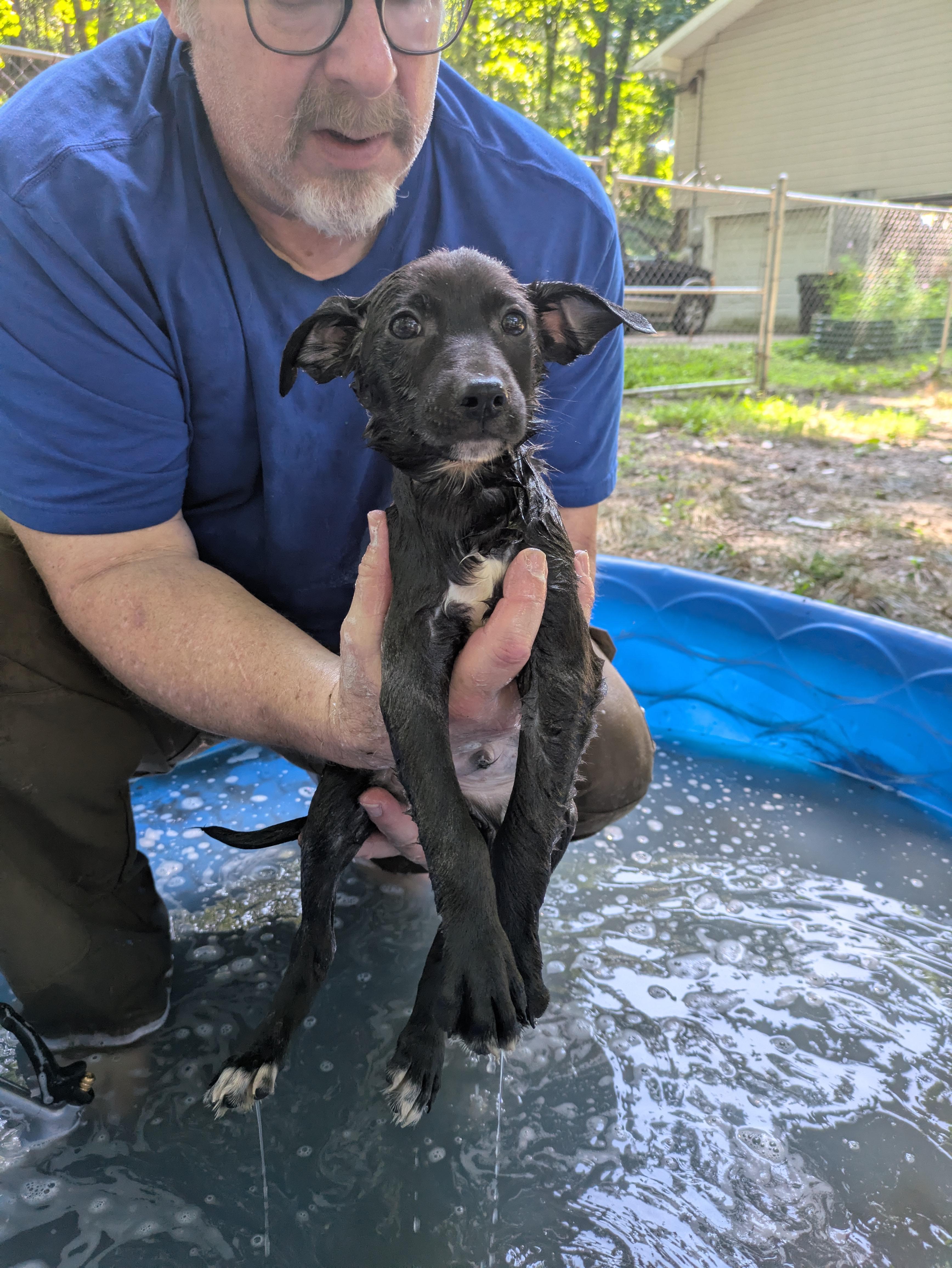 Flopsy, a Adoptable mixed breed in Chattanooga, TN image 1/2