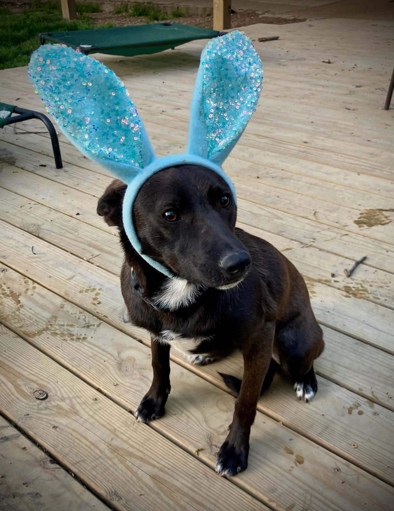 Enlarge Flopsy, a Adoptable mixed breed in Chattanooga, TN image 5/6