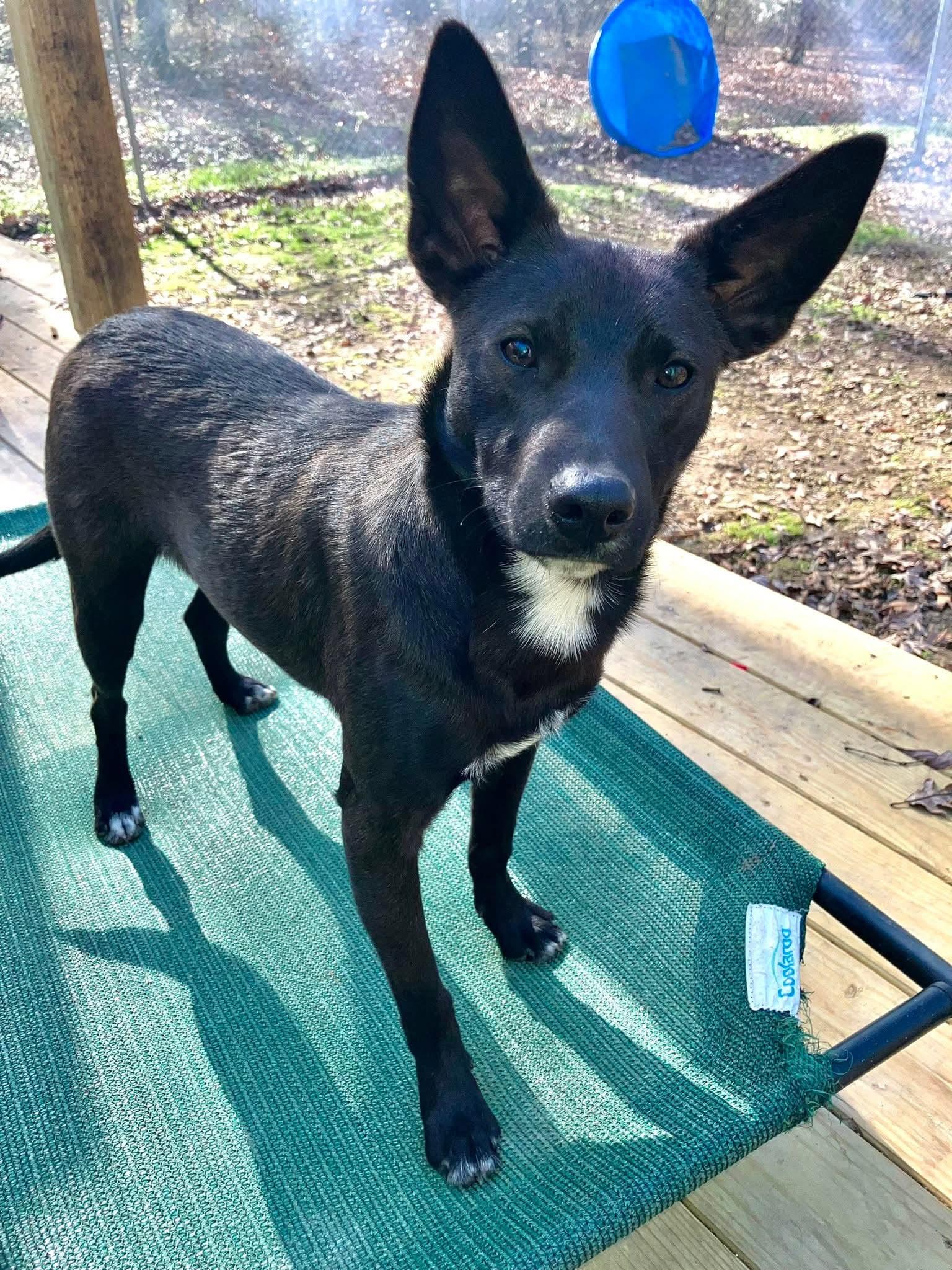 Flopsy, Adoptable, Young Male Terrier & Feist.