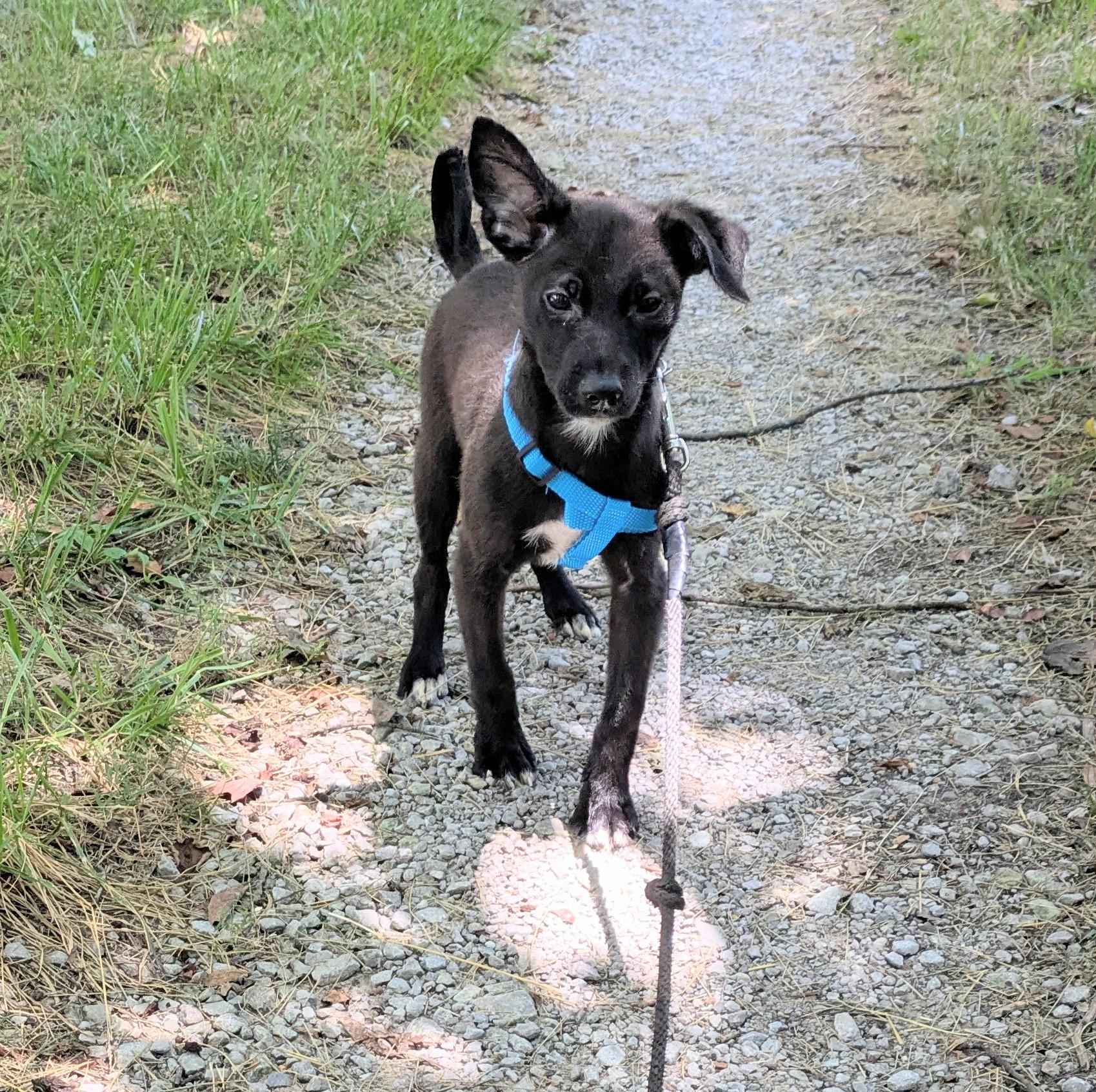 Flopsy, a Adoptable mixed breed in Chattanooga, TN image 2/2