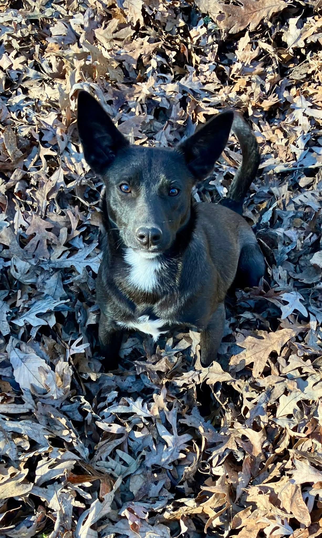 Enlarge Flopsy, a Adoptable mixed breed in Chattanooga, TN image 4/6