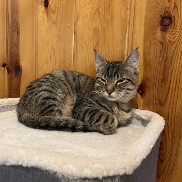 Jolly Rancher Candy — thumbnail 3