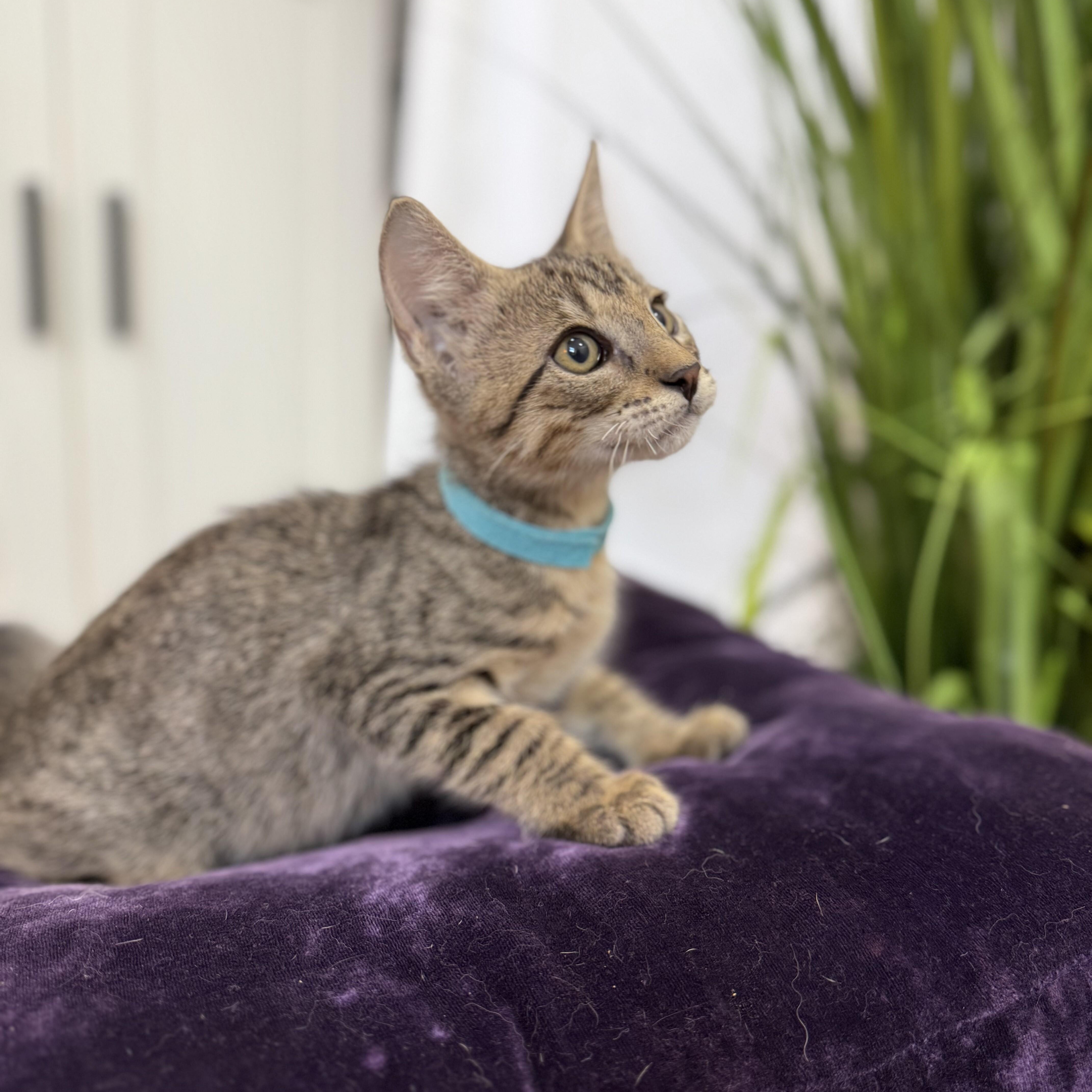 Jolly Rancher Candy — thumbnail 4