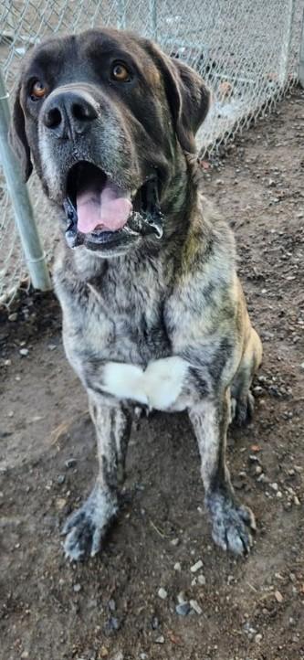 Rocky, Adoptable, Adult Male Mastiff.