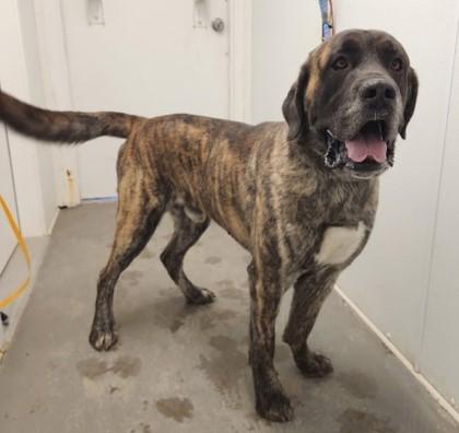Rocky, Adoptable, Adult Male Mastiff.