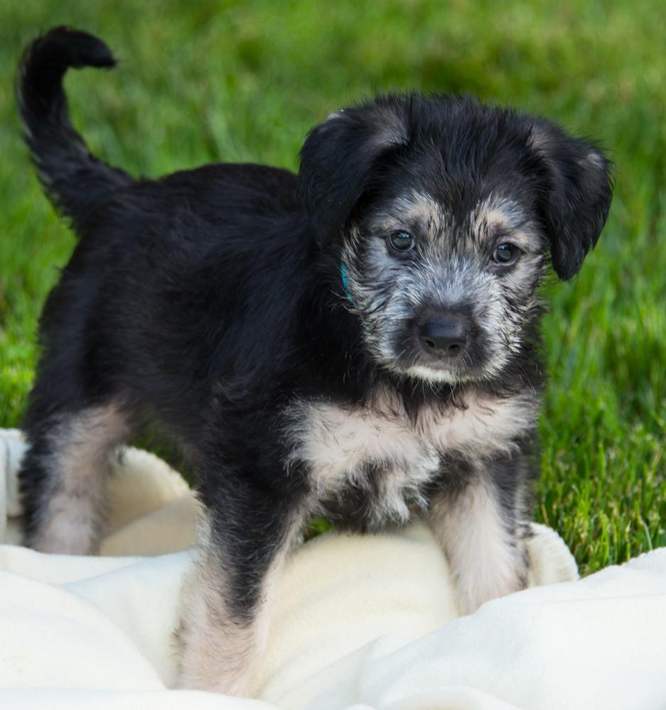 Enlarge Ellis, a Adoptable Goldendoodle in Marietta, GA image 1/2