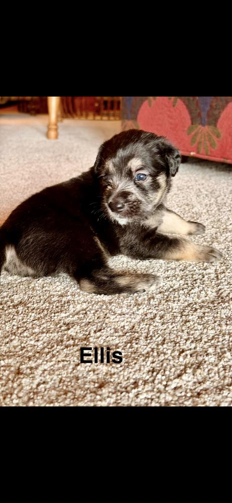 Enlarge Ellis, a Adoptable Goldendoodle in Marietta, GA image 2/2