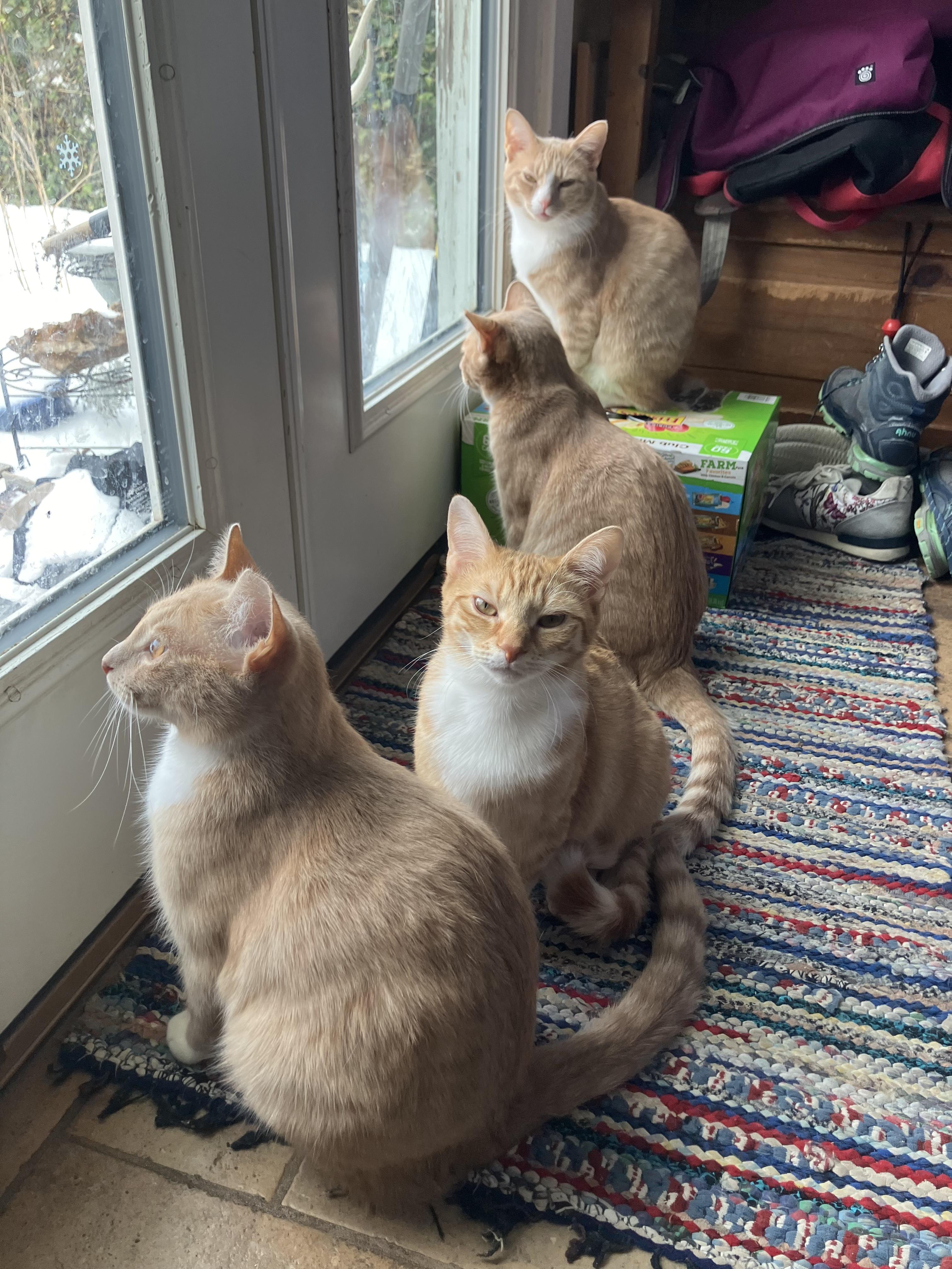 Enlarge Magby & Victini, a Adoptable Domestic Short Hair in Beltsville, MD image 5/6