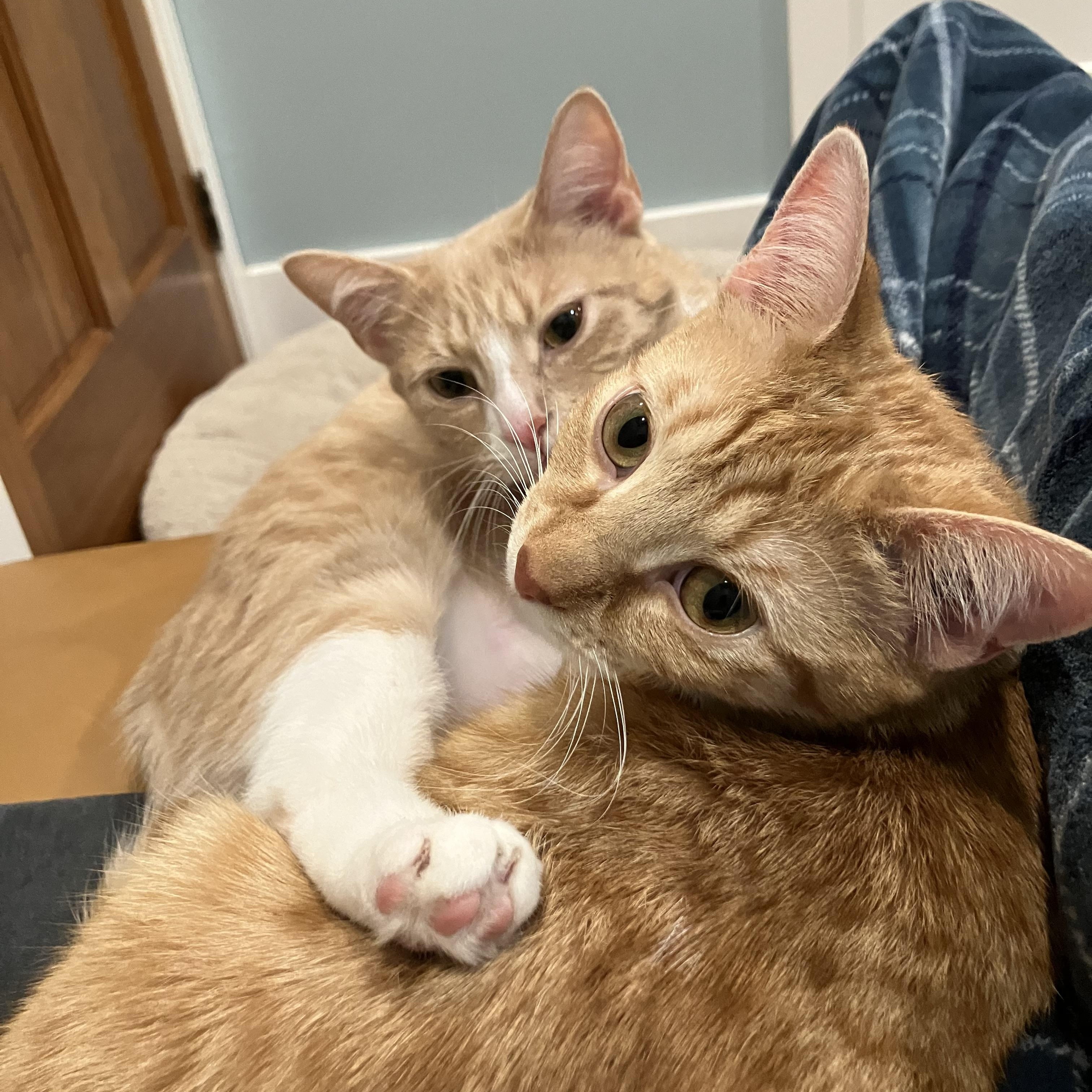 Enlarge Magby & Victini, a Adoptable Domestic Short Hair in Beltsville, MD image 1/6