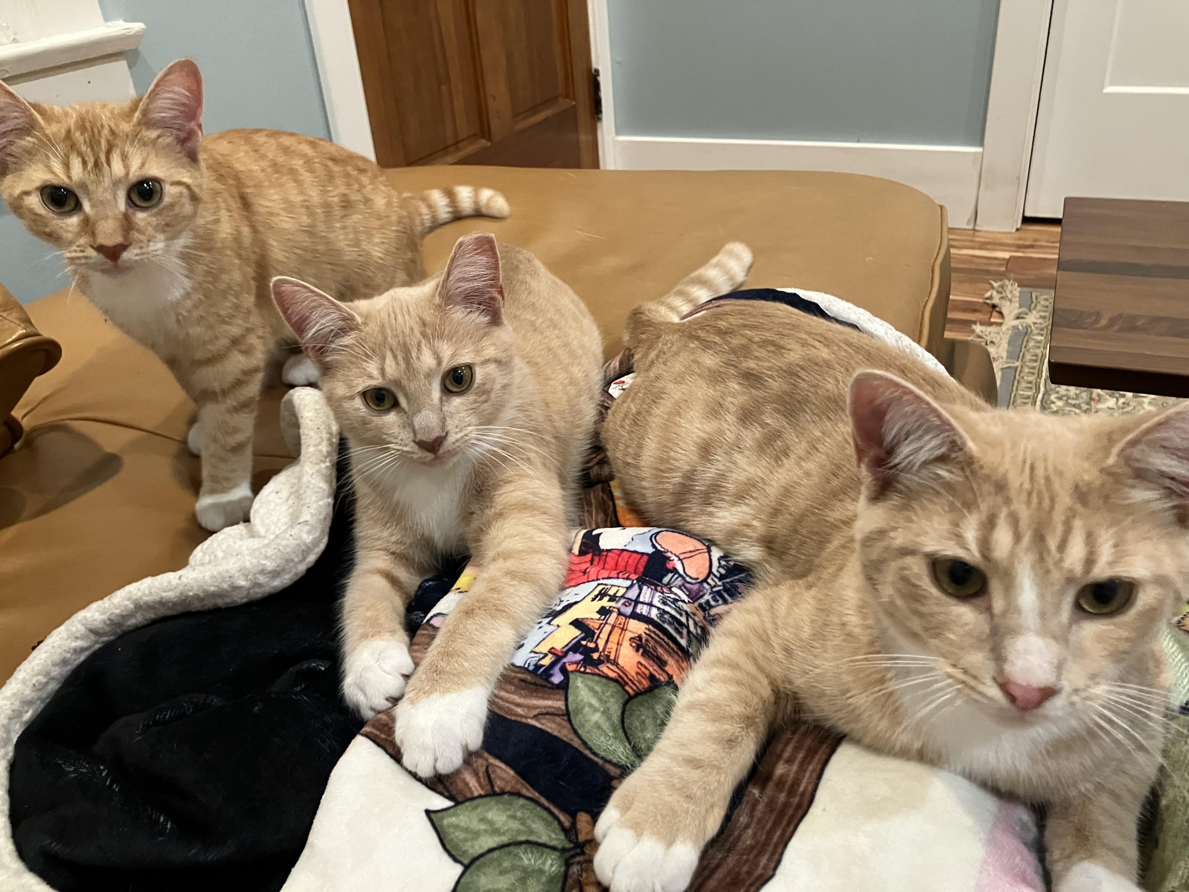 Enlarge Magby & Victini, a Adoptable Domestic Short Hair in Beltsville, MD image 4/6