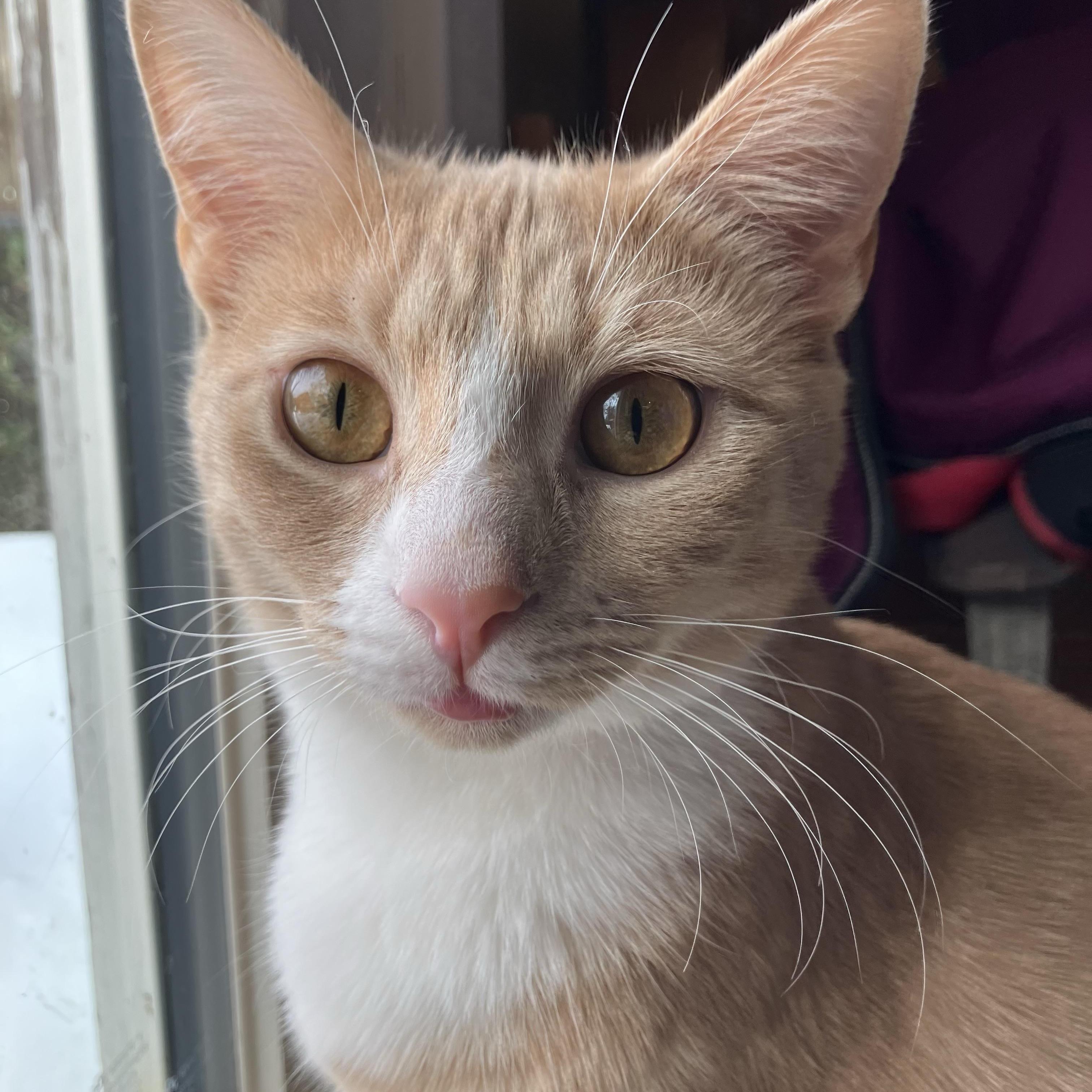 Enlarge Magby & Victini, a Adoptable Domestic Short Hair in Beltsville, MD image 1/6