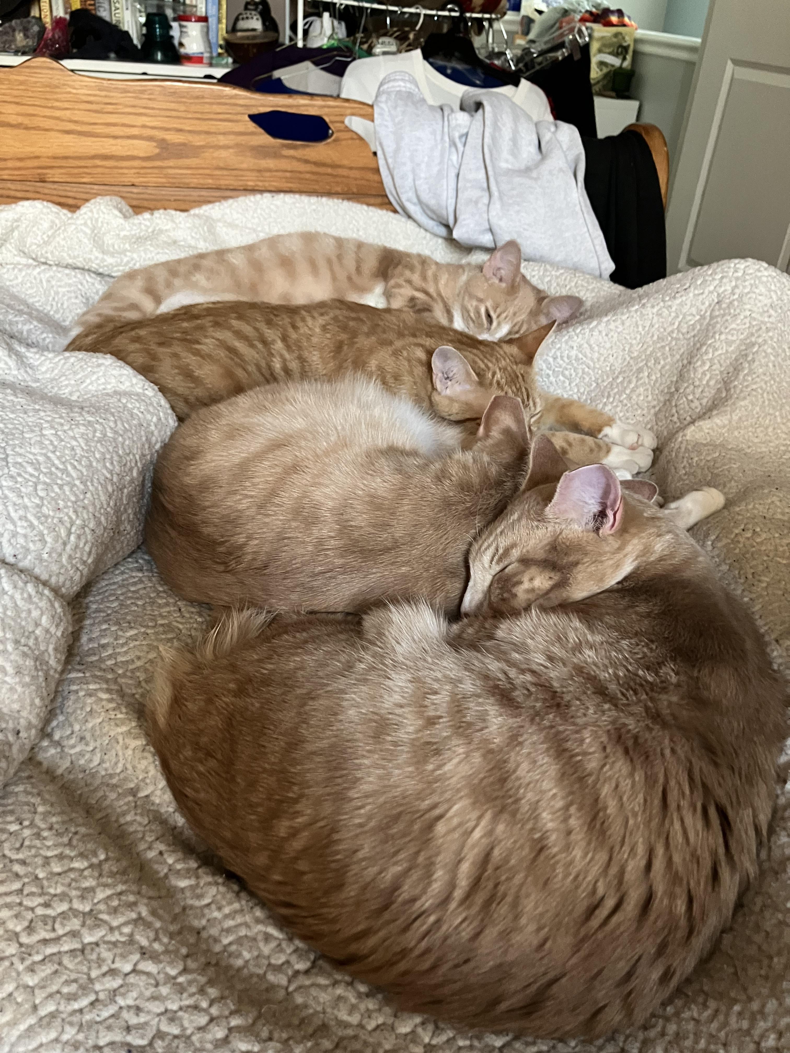 Enlarge Magby & Victini, a Adoptable Domestic Short Hair in Beltsville, MD image 6/6