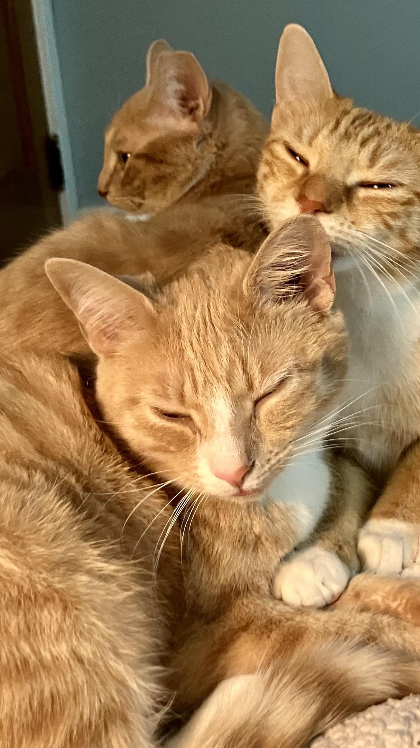 Enlarge Magby & Victini, a Adoptable Domestic Short Hair in Beltsville, MD image 6/6