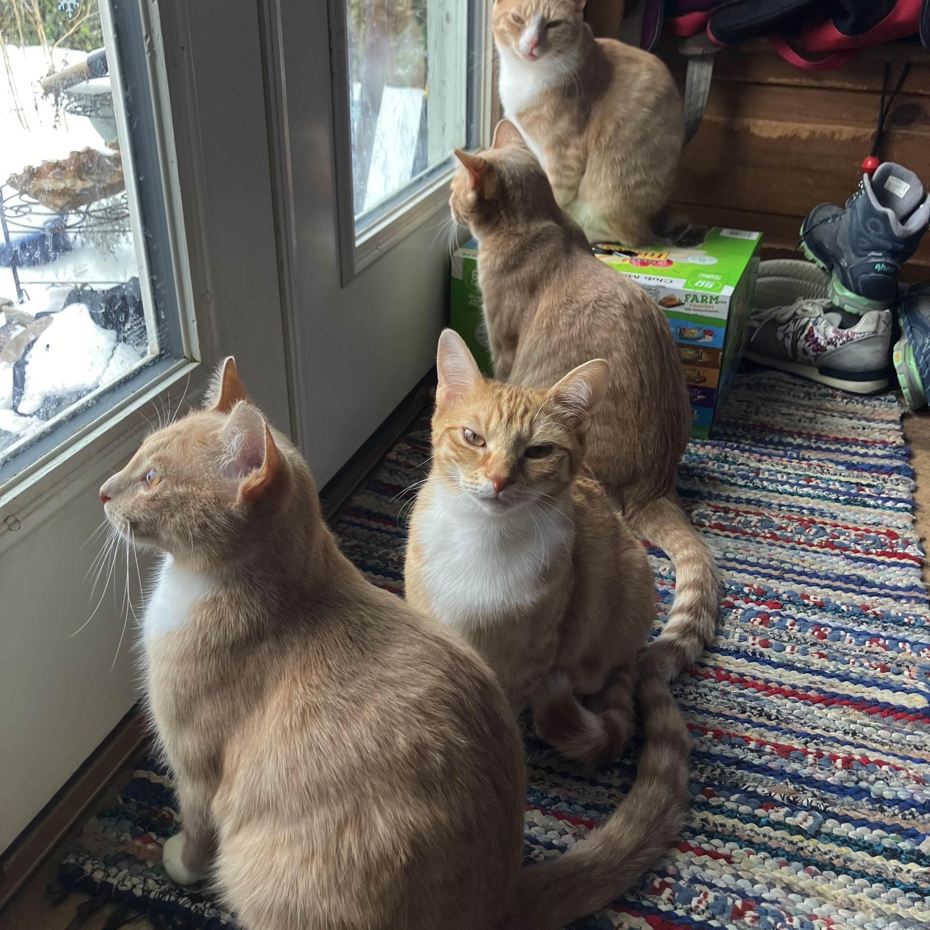Enlarge Magby & Victini, a Adoptable Domestic Short Hair in Beltsville, MD image 4/6