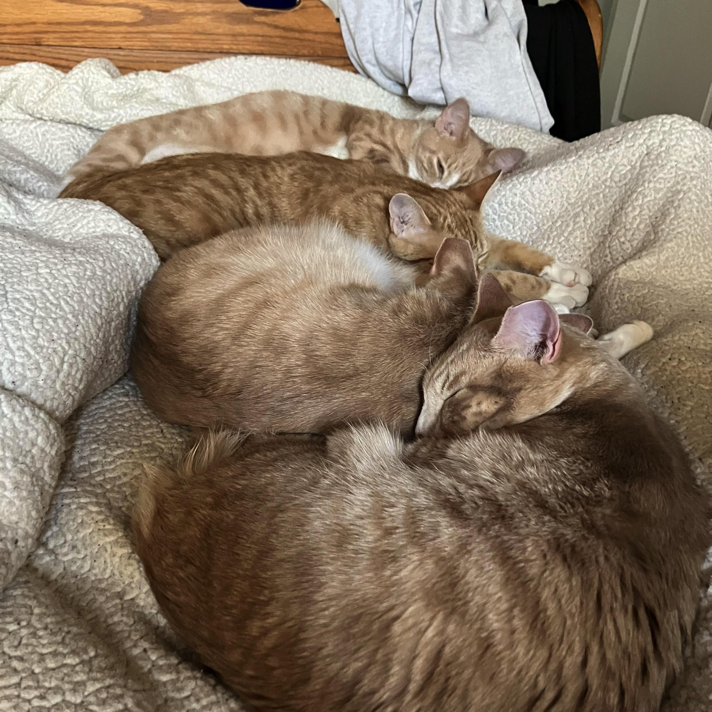 Enlarge Magby & Victini, a Adoptable Domestic Short Hair in Beltsville, MD image 5/6