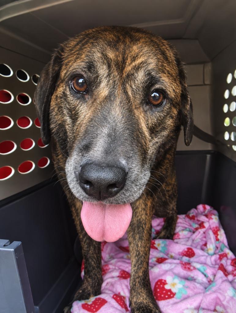 Kbar, Adoptable, Young Male Boxer & Mixed Breed.