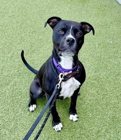 Enlarge Porsche, a Adoptable mixed breed in Bellevue, WA image 1/3