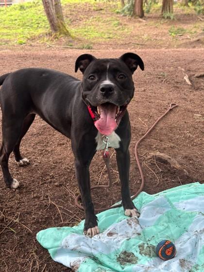 Porsche, Adoptable, Adult Female Pit Bull Terrier & Mixed Breed.