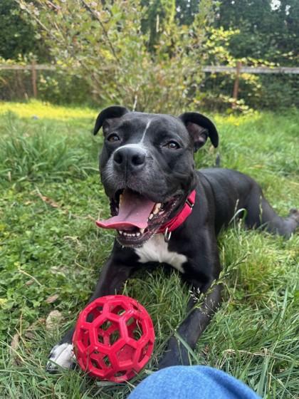 Enlarge Porsche, a Adoptable mixed breed in Bellevue, WA image 2/3