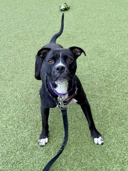 Enlarge Porsche, a Adoptable mixed breed in Bellevue, WA image 2/3