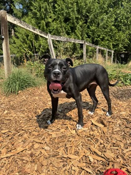 Enlarge Porsche, a Adoptable mixed breed in Bellevue, WA image 3/3