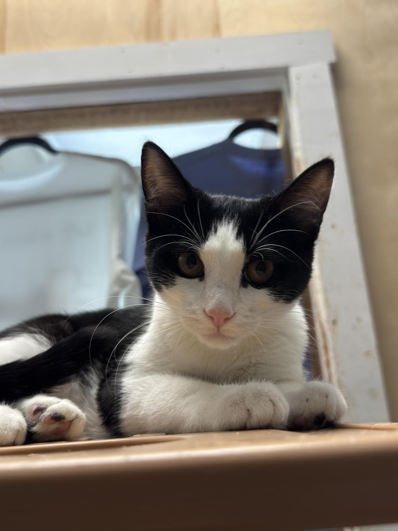 Lady Danbury, Adopted, Kitten Female Domestic Short Hair.