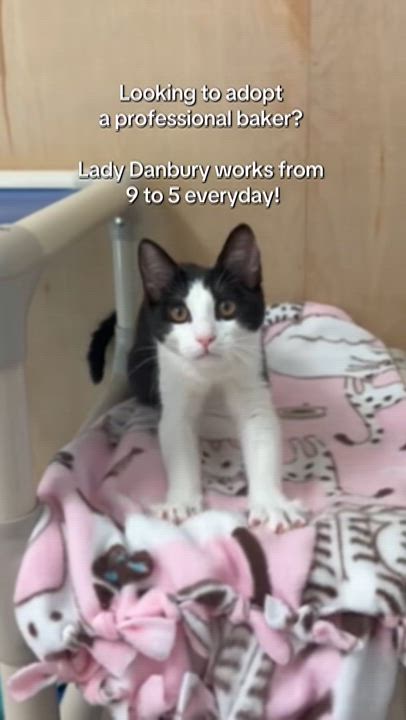 Enlarge Lady Danbury, a Adopted Domestic Short Hair in Petaluma, CA video 2/2