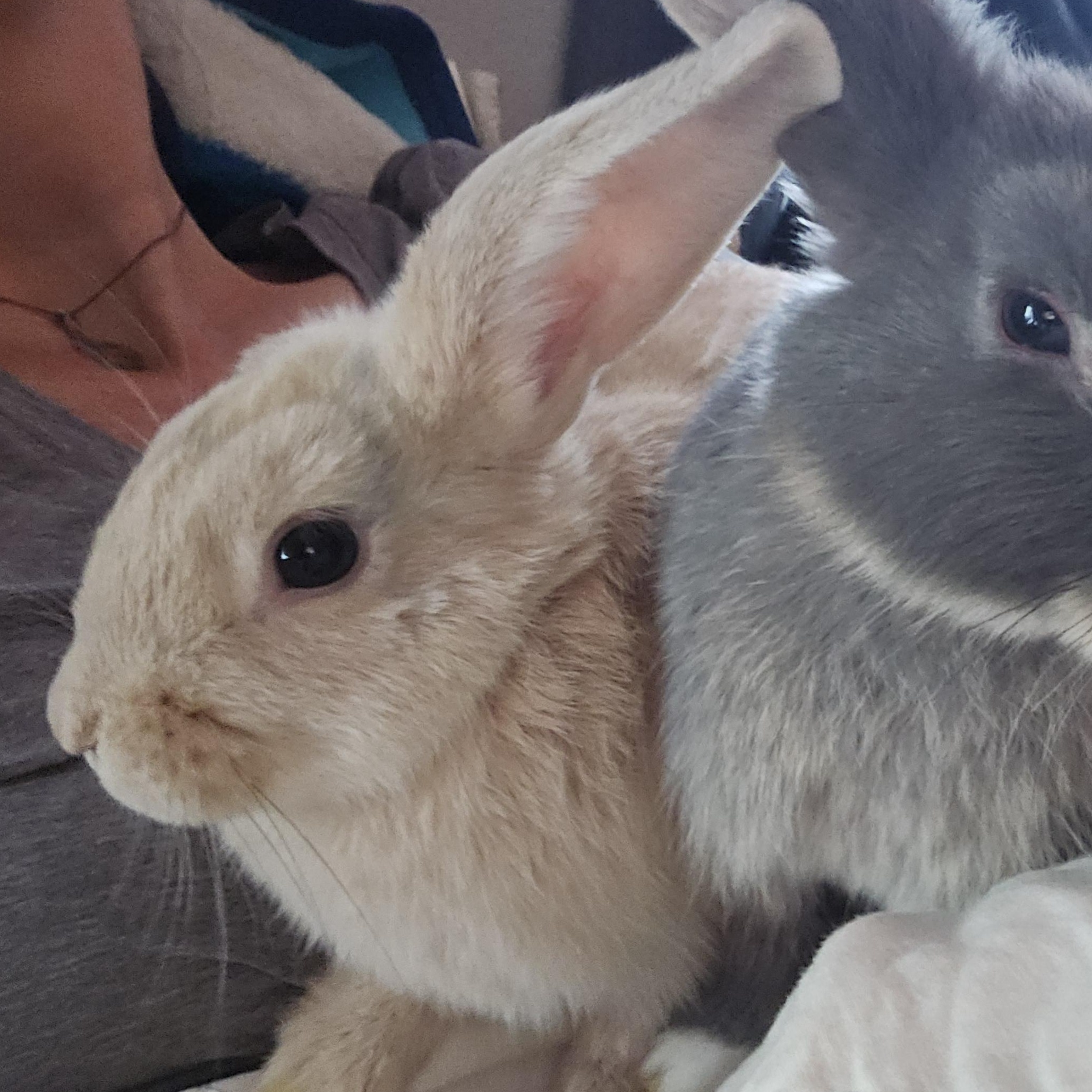 Waffles, Adoptable, Young Female Holland Lop & New Zealand.