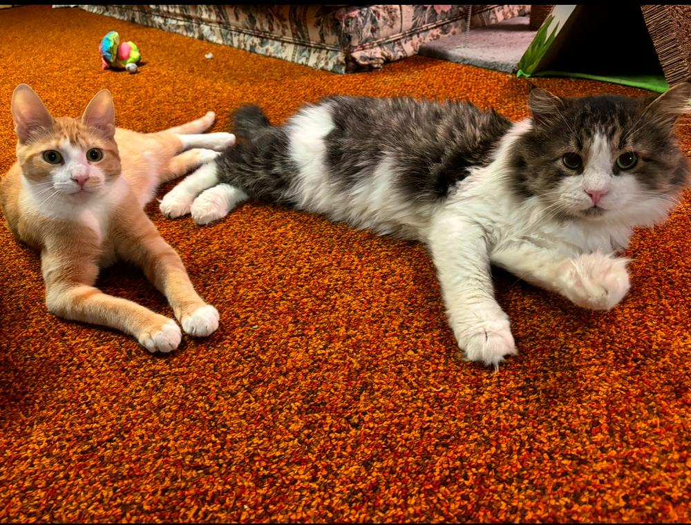 Enlarge Wrigley, a Adoptable Domestic Short Hair in Taylor, PA image 1/4