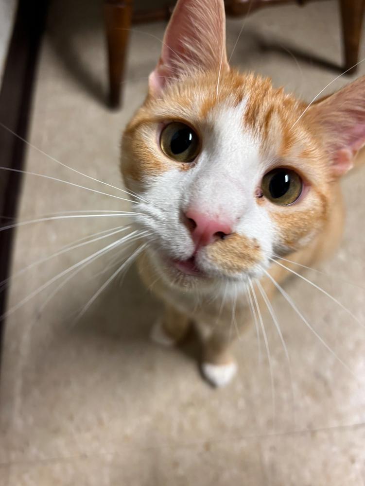 Enlarge Wrigley, a Adoptable Domestic Short Hair in Taylor, PA image 2/4