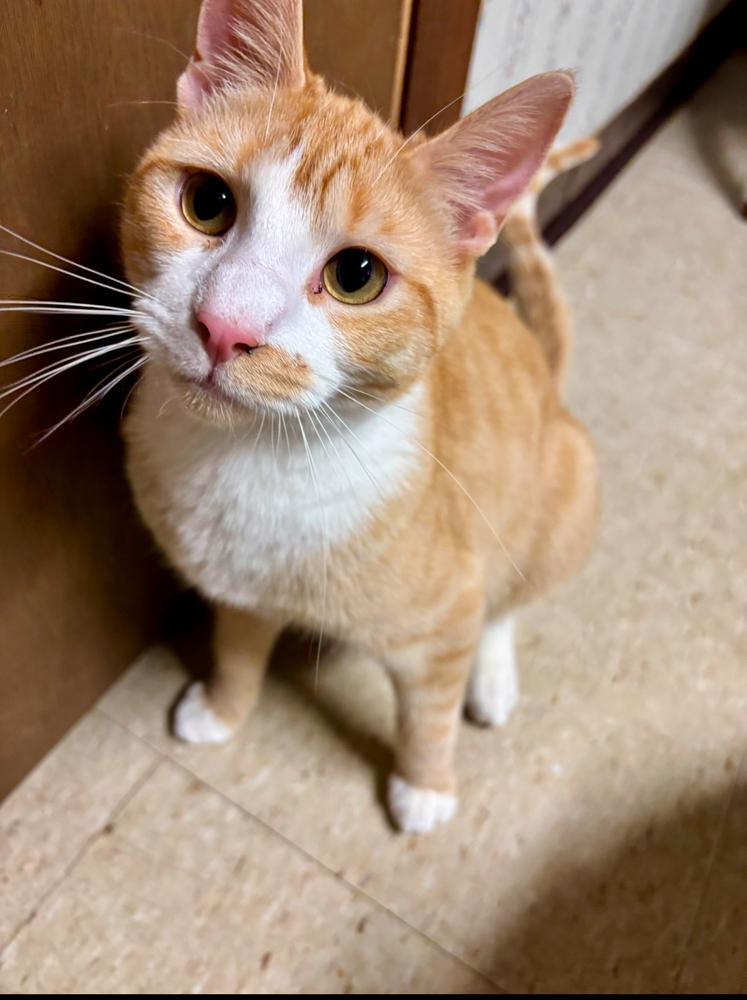 Enlarge Wrigley, a Adoptable Domestic Short Hair in Taylor, PA image 3/4