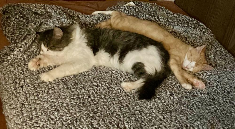 Enlarge Wrigley, a Adoptable Domestic Short Hair in Taylor, PA image 4/4