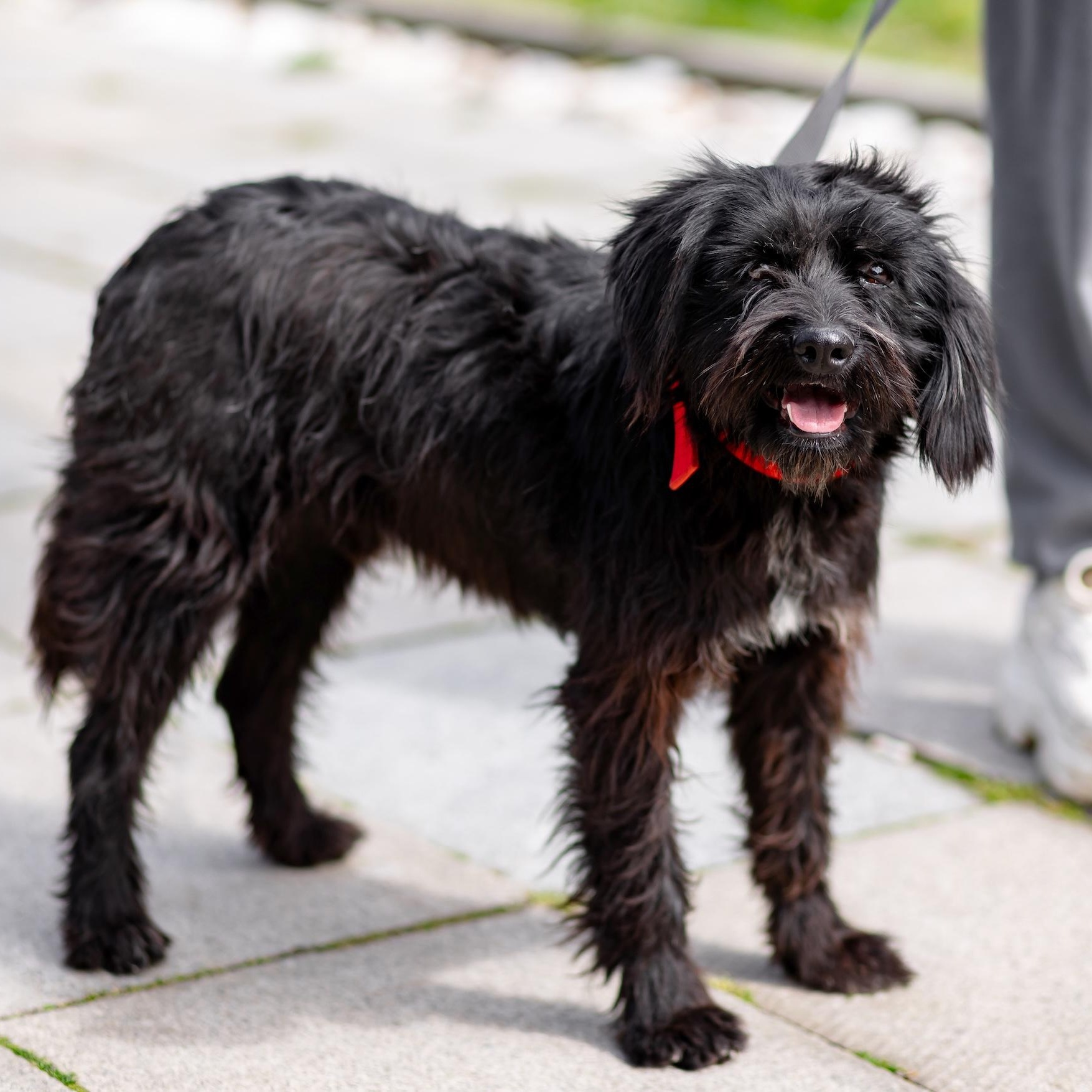 Onix, an adopted mixed breed in Morristown, NJ image 5/6