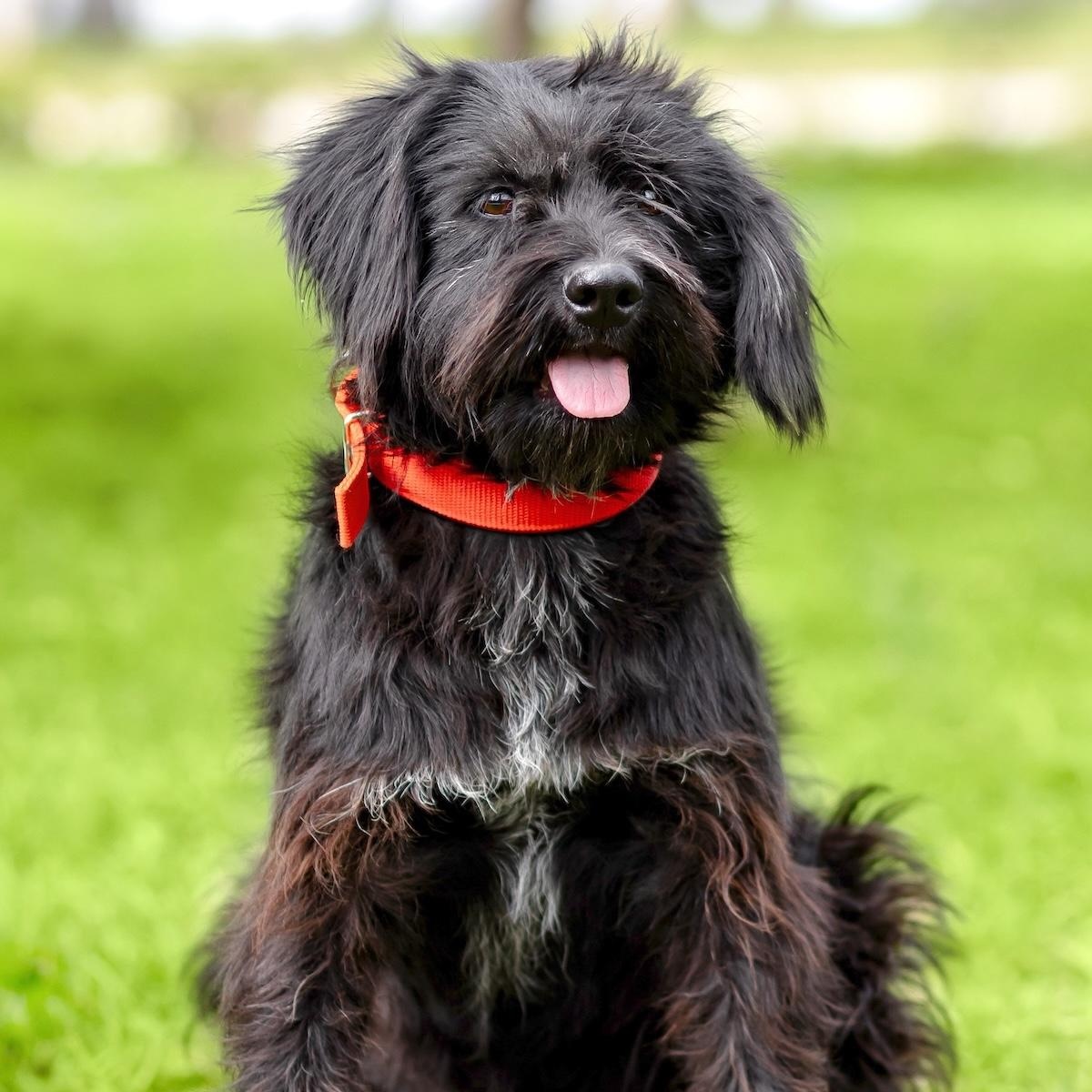 Onix, an adopted mixed breed in Morristown, NJ image 1/6